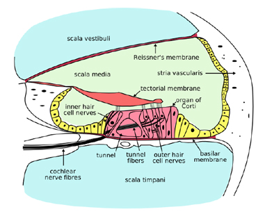 basilar membrane hair cells